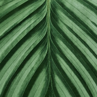 Palm leaf in detail